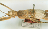 CollectionObject 1599503; 0cad005a-2709-417e-ae50-1ccf512f7a16: copyright NHRS, Stockholm. female juv.: head and thorax, lateral view of synonym Cooktownia plana (paralectotype). (CollectionObject).