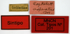 CollectionObject 1535372; MNCN201, 304a4b11-5d71-4436-a98e-10fb85ec74a8: labels (syntype). (CollectionObject).