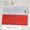 CollectionObject 1560885; NHMUK(SF IMPORT DUPLICATE) 844707, 3a31ea37-2c7d-4df9-bb2e-fc7fa847c9fc: copyright Natural History Museum, London. female, data labels [circular label reversed] (paralectotype). (CollectionObject).