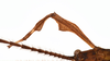 CollectionObject 1584348; CC ANIC Database No. 15 000074, 35145325-2a22-4ba4-8890-38ac04956134: copyright CSIRO, Canberra. male: head , dorsal view (paratype). (CollectionObject).
