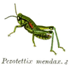 P. 7. male habitus (as Pezotettix mendax). Depicts Odontopodisma schmidtii (Fieber, 1853), an Otu.