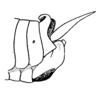Ceuthophilus (Ceuthophilus) seclusus Scudder, 1894: Fig. 534. male abdomen tip. (Otu).