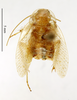 CC BY-NC-ND 4.0/MNHN - Depraetere Marion - 2014. Holotype, male, of Planuncus finoti Chopard, 1943. Specimen number: MNHN-EP-EP1866. http://coldb.mnhn.fr/catalognumber/mnhn/ep/ep1866. Depicts CollectionObject 1587896; MNHN(SF IMPORT DUPLICATE) MNHN-EP-EP1866, 335dca0f-a964-459d-8e7e-c4eb2b57a37f, a CollectionObject.