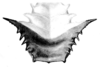 Nicklephyllum acanthonotum (Nickle, 1985): Fig. 3 (after holotype). male pronotum, dorsal view (length of disc 11 mm, width 8 mm). (Otu).