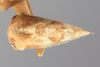 Habitus, dorsal view: !! display not done !! on Cyrtolobus frigidus Ball, 1932: (Observation).