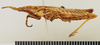CollectionObject 1571112; 76483db2-65b0-4a9f-b392-8e5728cb94c7: female, lateral view (paratype). (CollectionObject).