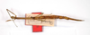 CollectionObject 1559005; e9311385-f2ab-4648-a671-051c73318aff: copyright MNCH, Madrid. female of synonym Bacunculus fragilis (holotype). (CollectionObject).