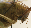 CollectionObject 1505921; 212c9be8-9249-49f9-aa73-0a3ef4899557: male pronotum, lateral view (syntype). (CollectionObject).