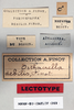 CollectionObject 1540705; b0cad95a-1140-46fa-a661-2cb2a4f1cb5f: male, labels (lectotype). (CollectionObject).
