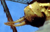 Anaulacomera (Anaulacomera) crassidentata Hebard, 1927: male cerci (paratype). (Otu).