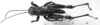 CollectionObject 1532748; 074919b3-9356-49fd-ad3f-63cfc4fd4bd5: Image Carbonell, C.S. male, dorsal view (holotype). (CollectionObject).