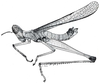 Eumastacops nemorivaga Rehn & Rehn, 1942: Fig. 46. male habitus. (Otu).