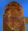 Head on Costanana dunda DeLong & Freytag, 1972: Male holotype [OSU]: head, pronotum and mesonotum, dorsal view. (Observation).