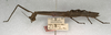 CollectionObject 1561825; 066dfbab-b5f1-458a-b086-2e468b1614d1: copyright NMW, Vienna. female, lateral view of the synonym Libethra rabdotula (syntype). (CollectionObject).;CollectionObject 1561826; d4e13d05-9af8-4098-bf98-a6c677e3d510: copyright NMW, Vienna. female, lateral view of the synonym Libethra rabdotula (syntype). (CollectionObject).