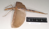 CollectionObject 1559814; 2a298c8a-596c-4db2-aba1-84063b998a7b: copyright Natural History Museum, London. female of Necroscia sarpedon (syntype). (CollectionObject).;CollectionObject 1559815; 3368a023-0585-4ab9-967a-1f3367d9a27c: copyright Natural History Museum, London. female of Necroscia sarpedon (syntype). (CollectionObject).