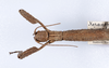 CollectionObject 1562344; d87f2d45-234a-4fbc-acf9-4ad71db781c4: copyright ZMUH, Hamburg. female: head & thorax, dorsal view (holotype). (CollectionObject).