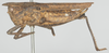 CollectionObject 1581303; afe73456-9a47-492c-8d3f-2191c208ecc2: female, lateral view (holotype). (CollectionObject).