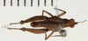 CollectionObject 1529915; NHRS NRM-ORTH 13053, 411db8bd-f5ac-4222-a188-61a5bf2b16bd: male, dorsal view (lectotype). (CollectionObject).