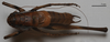 CollectionObject 1532085; 10f3d0d4-5431-4ddb-b201-511909b44e16: male, dorsal view (holotype). (CollectionObject).