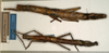 CollectionObject 1560673; NMW 913, 57624390-4f1f-42be-ae6c-4b381ab3aa6d: copyright NMW, Vienna. female of synonym Oxyartes honestus (holotype). (CollectionObject).