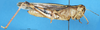 CollectionObject 1574925; 4d778cef-1c31-4771-84a8-29191f3b0d39: female, lateral view (paralectotype of Terpillaria picta). (CollectionObject).