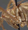 CollectionObject 1505902; dc81cfb3-7470-4947-9e55-0cfebf6205ae: female head and pronotum, lateral view (holotype of Yorkiella vidua). (CollectionObject).