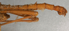CollectionObject 1560276; 567fba17-20b2-42b0-9d24-00d552613af0: copyright NMW, Vienna. male: end of abdomen, lateral view (syntype). (CollectionObject).;CollectionObject 1560277; 875284c2-ad15-4fdf-80c4-2dc7d83315f5: copyright NMW, Vienna. male: end of abdomen, lateral view (syntype). (CollectionObject).