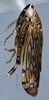 Head on Scaphoideina Oman, 1943 N. Gen. T2: (Observation).