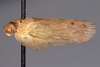 Habitus, lateral view on Eurocalia collaris Van Duzee, 1907: (Observation).