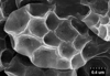 Brochosomes on Cuerna sayi Nielson, 1965: CR453 | U.S.A., Montana, Madison Co., Twin Bridges, moist meadow, R. Rakitov [#04-50], 19-V-2004 | INHS. (Observation).
