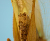 CollectionObject 1542775; b5a386ab-27ac-4ca7-8af7-6ff51d17c70f: male, apex of the abdomen latero-ventral view (holotype of Phylloptera erosifolia). (CollectionObject).