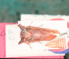Habitus, dorsal view: !! display not done !! on Centruchoides laticornis Fowler, 1896: (Observation).