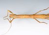 CollectionObject 1591896; acb19454-91fe-4db1-8508-ffc928ca2afd: copyright USNM, Washington. female head & thorax, dorsal view (paratype). (CollectionObject).;CollectionObject 1591897; d1971875-9839-4678-8b9d-2ea18fbdd7eb: copyright USNM, Washington. female head & thorax, dorsal view (paratype). (CollectionObject).