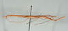 CollectionObject 1560703; c3652772-d7b3-48ad-bc1e-1583e73241a2: copyright USNM, Washington. female, lateral view (holotype). (CollectionObject).