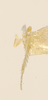 Habitus, dorsal view on Erythridula parvispicata (Beamer, 1930): Habitus (holotype, KSEM collection). (Observation).
