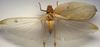 CollectionObject 1505943; 1e55f3c9-d789-4e66-8ba1-0608b48332e7: female, dorsal view (holotype). (CollectionObject).