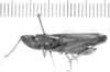 Cocytotettix intermedia (Bruner, 1900): male, lateral view. (Otu).