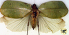 CollectionObject 1517295; 9fc75fe7-1adc-4dd0-999c-5b6e5a31712d: female, dorsal view (holotype). (CollectionObject).
