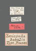 CollectionObject 1523925; 8822f8d4-b242-4902-9cce-eb1b268b6cec: labels (holotype of Zoniopoda basalis). (CollectionObject).