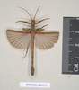 CollectionObject 1558482; NHMUK(SF IMPORT DUPLICATE) 845171, 605aa060-2321-45be-bdbb-93e1ceee4544: copyright Natural History Museum, London. male (holotype). (CollectionObject).