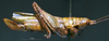 CollectionObject 1503311; MBBJ 3224888, 2a6043ce-6dac-4873-900f-02923f6dff9c: female habitus lateral view (paratype). (CollectionObject).