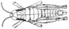 Arminda fuerteventurae Holzapfel, 1972: FIg. 2. female, dorsal view. (Otu).