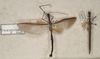 CollectionObject 1560837; 1736b3c7-e8d3-42a9-8f7d-0939114f788e: copyright St. Petersburg. Paraphasma marginale 2 males (paralectotypes). (CollectionObject).