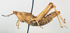 CollectionObject 1534026; 94ea9b5d-8422-4189-ab6b-ecb25e29373a: female, lateral view (holotype). (CollectionObject).