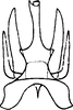Aedeagus, ventral view on Andrabia kashmirensis Ahmed, 1970: Aedeagus, ventral view. (Observation).