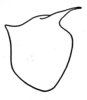 Aganacris nitida (Perty, 1832): Fig. 5. pronotum, lateral view (female from Quiroz, Peru). (Otu).