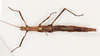 CollectionObject 1557026; bc4addf0-5bf2-4933-8b14-53221f2655d8: copyright MHNG Geneva. female, ventral view (lectotype). (CollectionObject).
