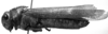 CollectionObject 1532753; 233aaa2a-57e8-4da6-9f0f-6c34c6adac59: Image Carbonell, C.S. female, lateral view (holotype). (CollectionObject).