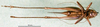 CollectionObject 1502684; e4215c47-9704-4875-b210-1c044f9ba408: female, ventral view (paratype of Platycleis moldavica). (CollectionObject).