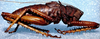 Panoploscelis armata Scudder, 1869: male, lateral view. (Otu).